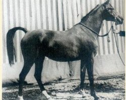 broodmare Winarsad ox (Arabian purebred, 1949, from Wind 1938 ox)