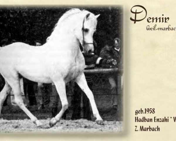 Deckhengst Demir ox (Vollblutaraber, 1958, von Hadban Enzahi 1952 EAO) Deckhengst Demir ox (Vollblutaraber, 1958, von Hadban Enzahi 1952 EAO)