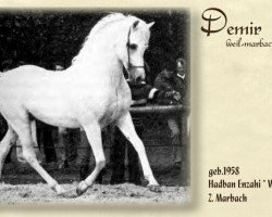 stallion Demir ox (Arabian purebred, 1958, from Hadban Enzahi 1952 EAO)