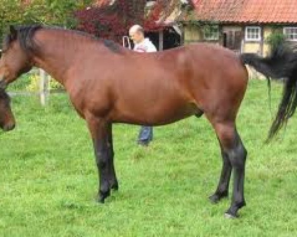 horse Merledon Gandalf (Connemara Pony, 2001, from Frederiksminde Hazy Marvel 8 C)