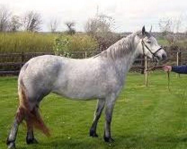 Zuchtstute Frederiksminde Mellow (Connemara-Pony, 1987, von Hamlet of Oakleigh CH 4) Zuchtstute Frederiksminde Mellow (Connemara-Pony, 1987, von Hamlet of Oakleigh CH 4)