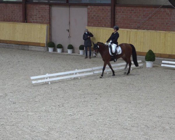 Reitturnier Hamburg-Friedrichshulde/Sylva Kuhrt 2022