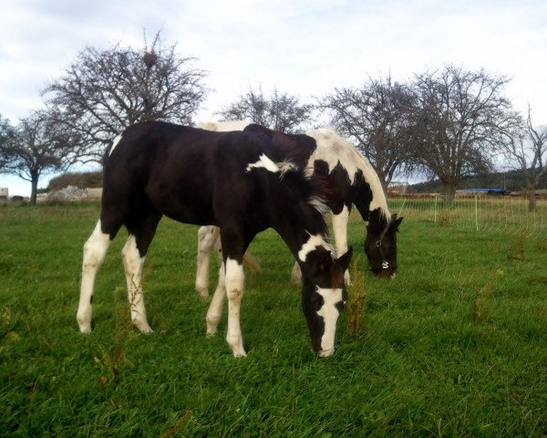 broodmare Rossini Queen (Westphalian, 1991, from Rossini)