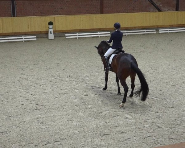 Reitturnier Hamburg-Friedrichshulde/Sylva Kuhrt 2022