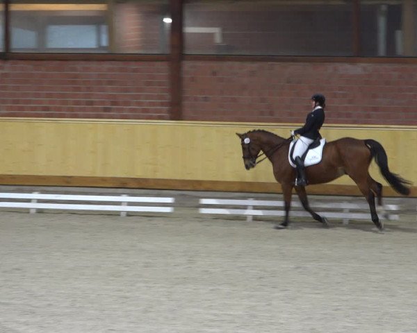 Reitturnier Hamburg-Friedrichshulde/Sylva Kuhrt 2022