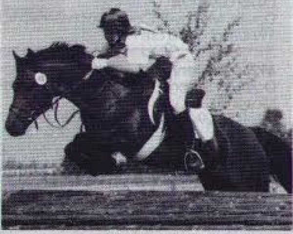 stallion Logana Rex (Connemara Pony, 1979, from Little Lord) stallion Logana Rex (Connemara Pony, 1979, from Little Lord)