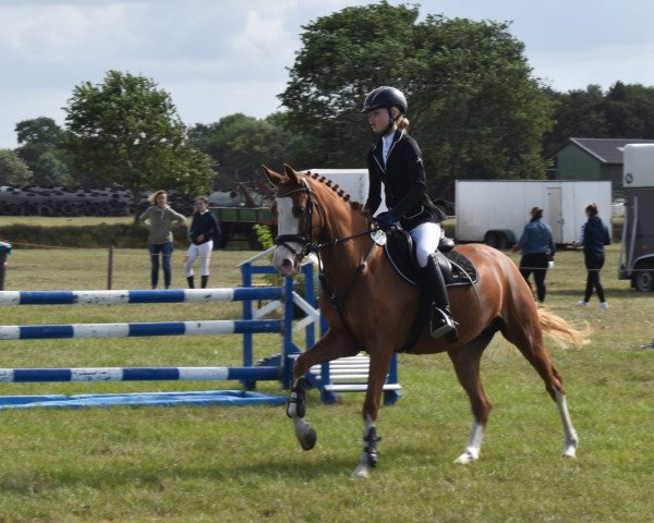 jumper La Bostella 17 (German Riding Pony, 2014, from AMD Mr. Hobbs)