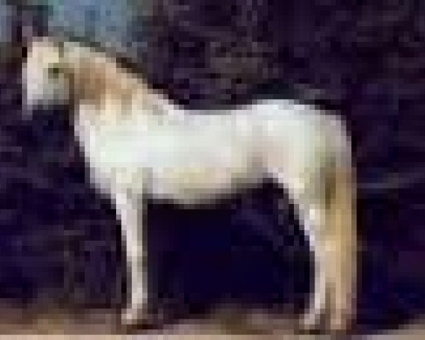 broodmare Little Eileen (Connemara Pony, 1958, from Carna Bobby)