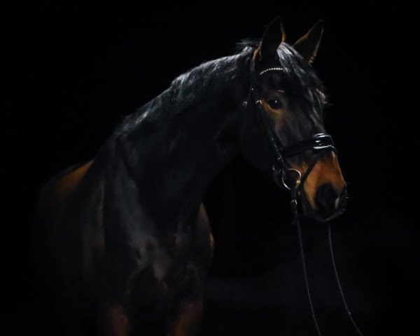 dressage horse Eaton G (Westphalian, 2014, from Escolar)