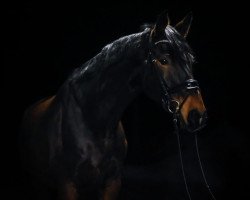 dressage horse Eaton G (Westphalian, 2014, from Escolar)