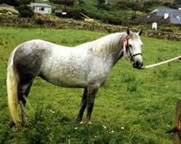 broodmare Castle Dame (Connemara Pony, 1986, from Mervyn Kingsmill)