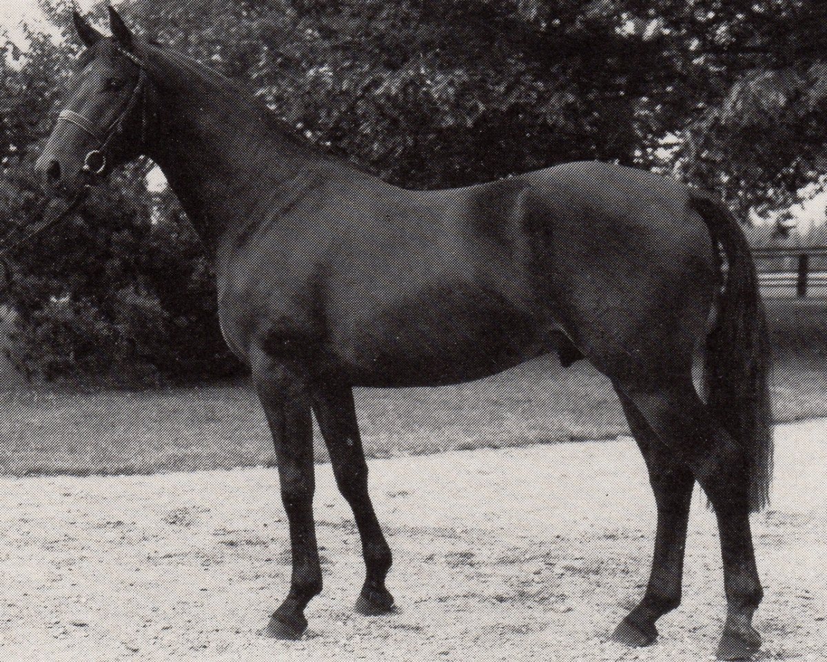 Deckhengst Wolter (Trakehner, 1982, von Schwarzdorn)