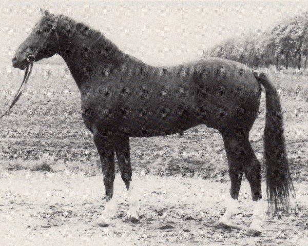 stallion Vers II 2632 (Trakehner, 1974, from Neujahr Mo 1178) stallion Vers II 2632 (Trakehner, 1974, from Neujahr Mo 1178)