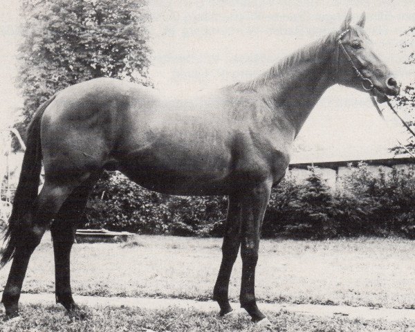 Deckhengst Vasall (Trakehner, 1971, von Ibikus)