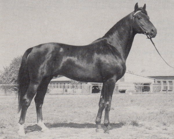stallion Trafaret (Trakehner, 1974, from Almanach I)
