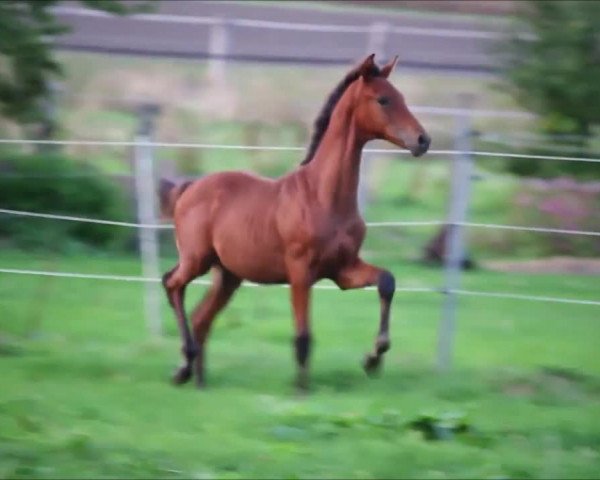 Video von Zico