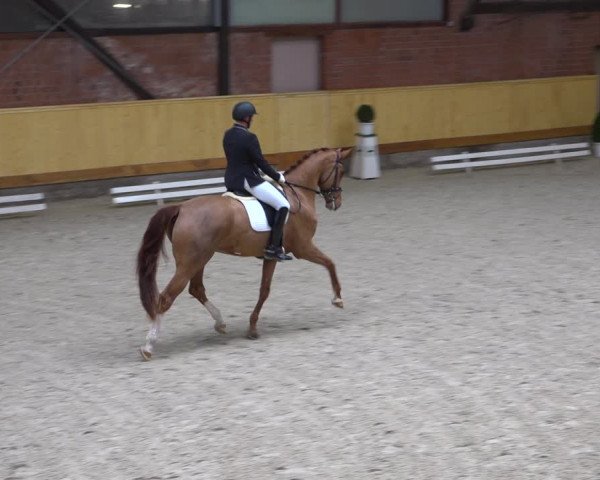 Reitturnier Hamburg-Friedrichshulde/Sylva Kuhrt 2022