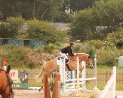 jumper Wizzard 26 (Haflinger, 2015, from Walzertraum)