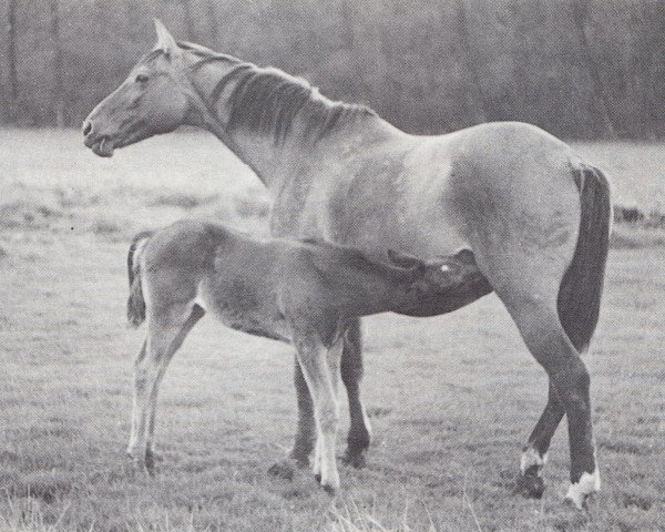 Zuchtstute Orchidee (Trakehner, 1958, von Altgesell Il Mo 1161) Zuchtstute Orchidee (Trakehner, 1958, von Altgesell Il Mo 1161)