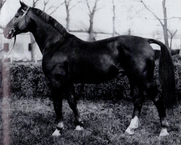 stallion Sascha 3306 (Mecklenburg, 1968, from Sorent) stallion Sascha 3306 (Mecklenburg, 1968, from Sorent)