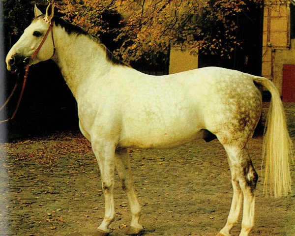 stallion Jerome II 3389 (Noble Warmblood, 1975, from Jupiter II 2591)