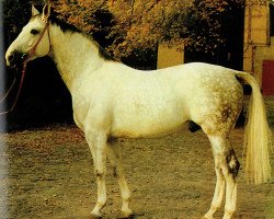 stallion Jerome II 3389 (Noble Warmblood, 1975, from Jupiter II 2591)