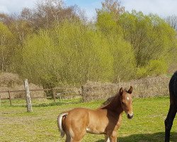 Pferd Carlchen (Oldenburger Springpferd, 2019, von Colman)