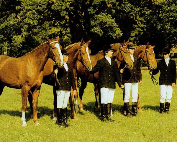 broodmare Desiree (Mecklenburg, 1978, from Dekor 3322)