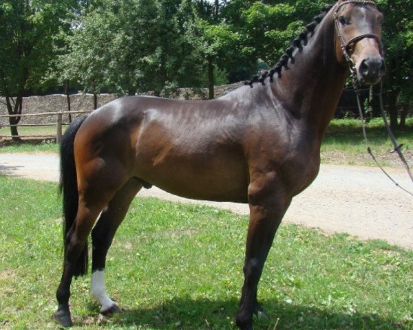 horse Capitano (Czech Warmblood, 2008, from Con Cosmos)