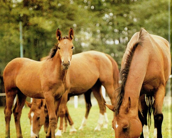 broodmare Senora (Mecklenburg, 1966, from Semper 3157)