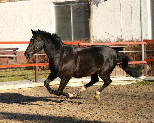 horse Fernblick (Oldenburg, 1994, from Feinbrand)