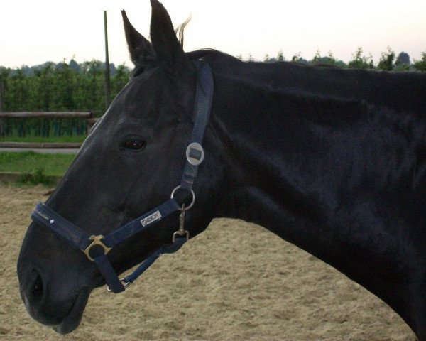 horse Wilco 24 (Westphalian, 1985, from Windesi xx)