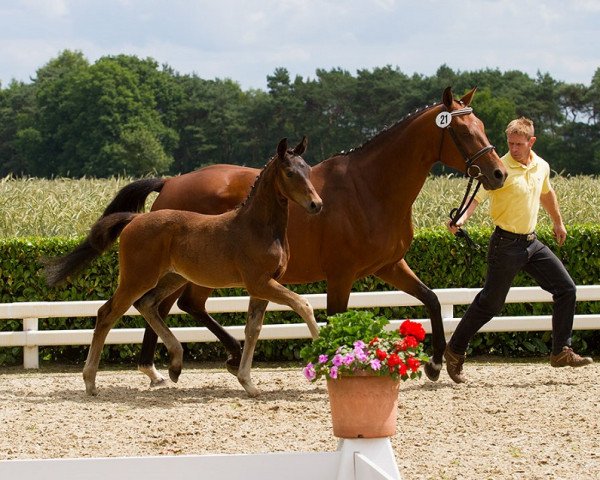 broodmare Flame Olympic G (Hanoverian, 2014, from Fantastic)