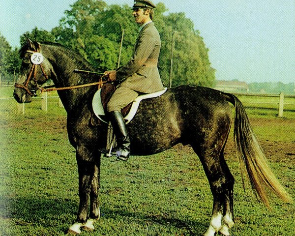 stallion Kontrast 2698 (Brandenburg, 1979, from Kontakt 2616)
