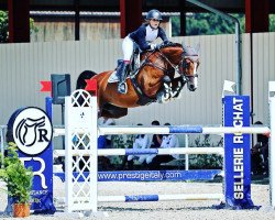 jumper Urika A Royal Dream (Holsteiner, 2014, from Uriko)