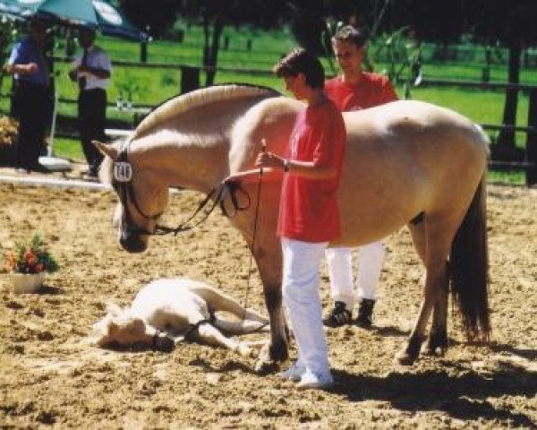 broodmare Locca (Fjord Horse, 1993, from Jon Halsnæs)