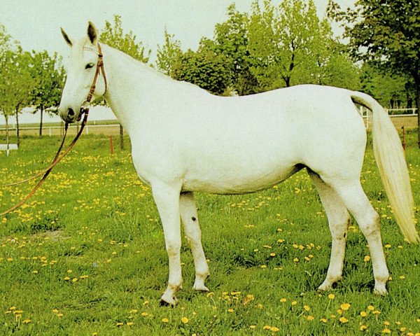 broodmare Imkerin (Brandenburg, 1973, from Komet 2567)