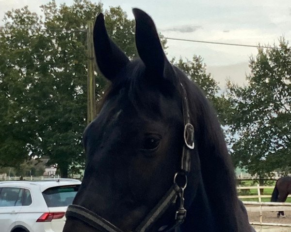 horse Dark Diamond J (German Warmblood, 2020, from Danciero 7)