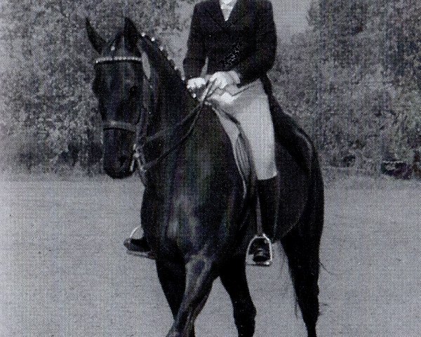 horse Blaubart (Trakehner,  , from Blaubart xx 3319)