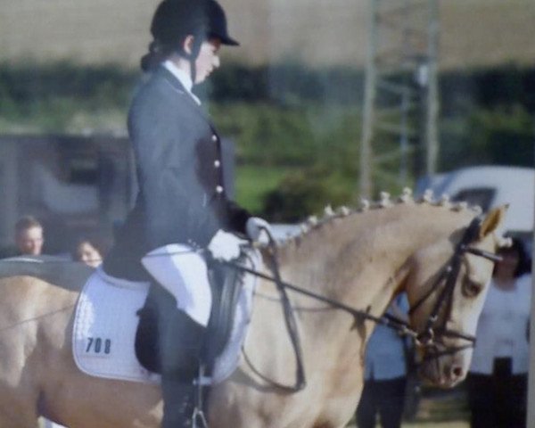 jumper Goldfee 353 (German Riding Pony, 2004, from Golden Dancer)