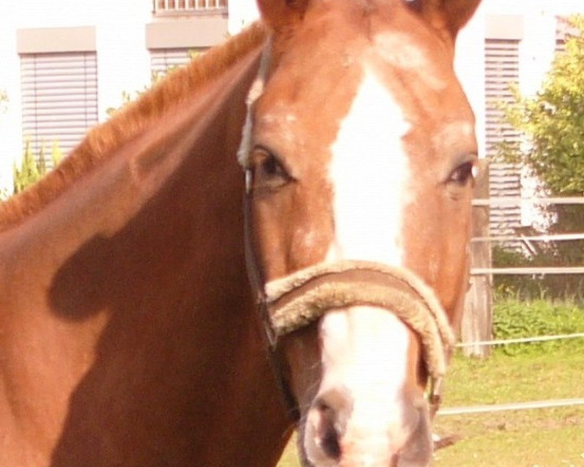 Cavallo Dorian 180 (Brandenburger, 1987, di Disponent 3310)