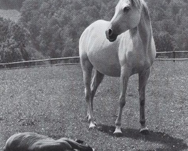 broodmare Jacaranda ox (Arabian purebred, 1933, from Jasir 1925 EAO)