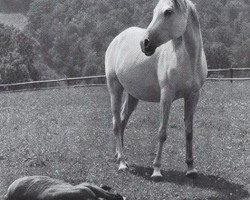 broodmare Jacaranda ox (Arabian purebred, 1933, from Jasir 1925 EAO)