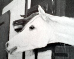 broodmare Joschi ox (Arabian purebred, 1949, from Halef 1937 ox)