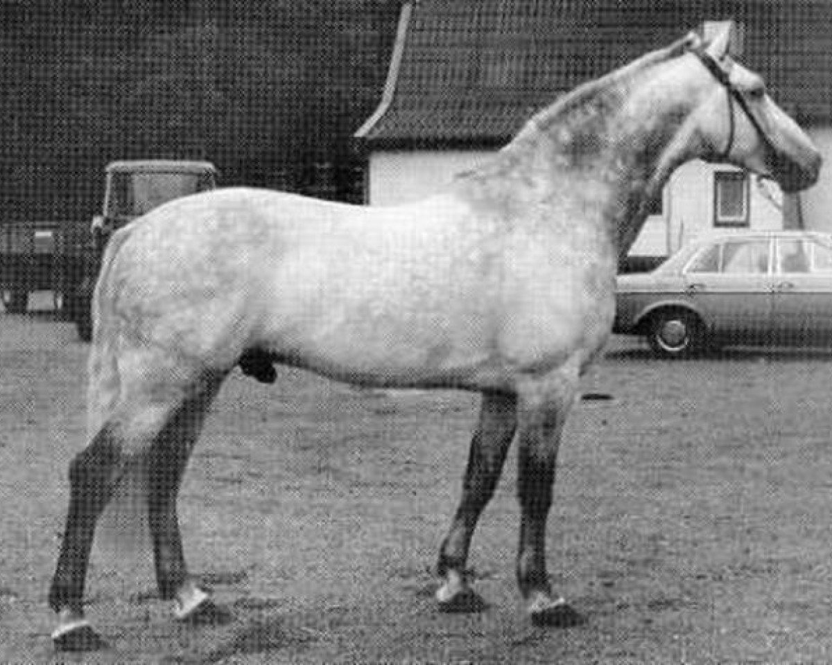 Deckhengst Midas (Holsteiner, 1969, von Maximus)