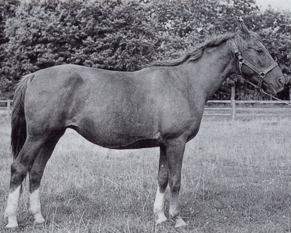 broodmare Riegelstellung (Trakehner, 1940, from Flaggenstreit)