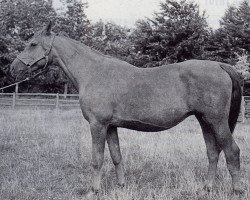 broodmare Glühlampe (Trakehner, 1942, from Discont)