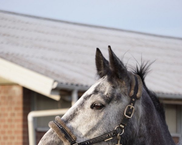 jumper Black Pearl 128 (German Warmblood, 2015, from Belantis)