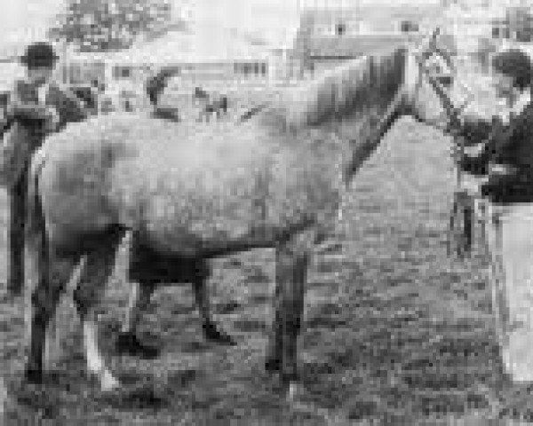 broodmare Chiltern Gazelle (Connemara Pony, 1970, from Island Duke) broodmare Chiltern Gazelle (Connemara Pony, 1970, from Island Duke)