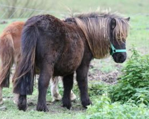 horse Polly Pocket von der Gerlingermühle (Shetland pony (under 87 cm), 2012, from Paradox a.d.Westerwald)